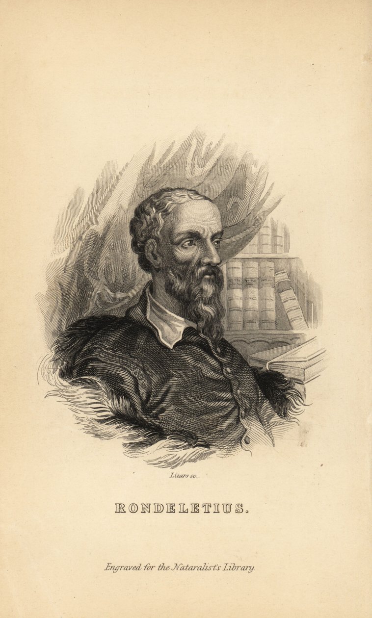 Rondeletius, Guillaume Rondelet, professor i medicin vid universitetet i Montpelier, Frankrike, naturforskare och botaniker, 1507-1566 av Unknown