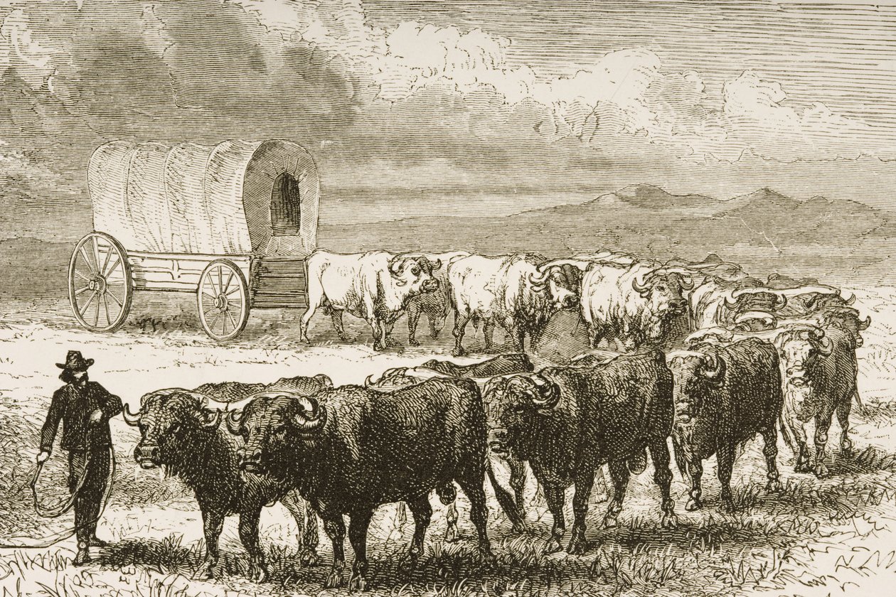 A Bullock Wagon Crossing the Great Plains mellan St. Louis och Denver, ca 1870, från 