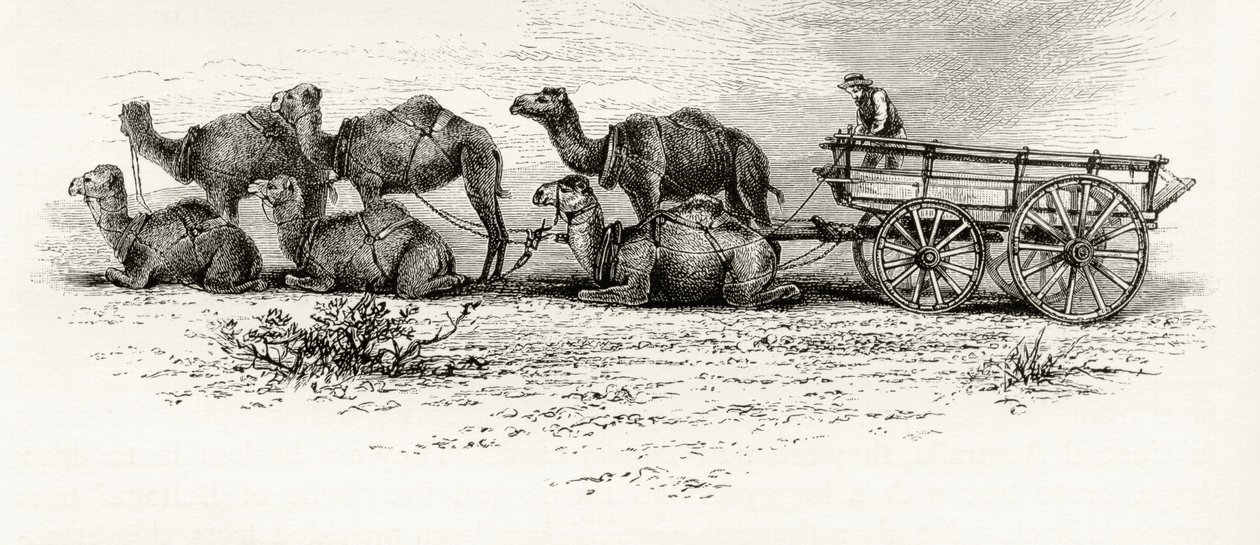 Kameler brugt til at transportere materialer over ørkenen i Australien, ca. 1880, fra 