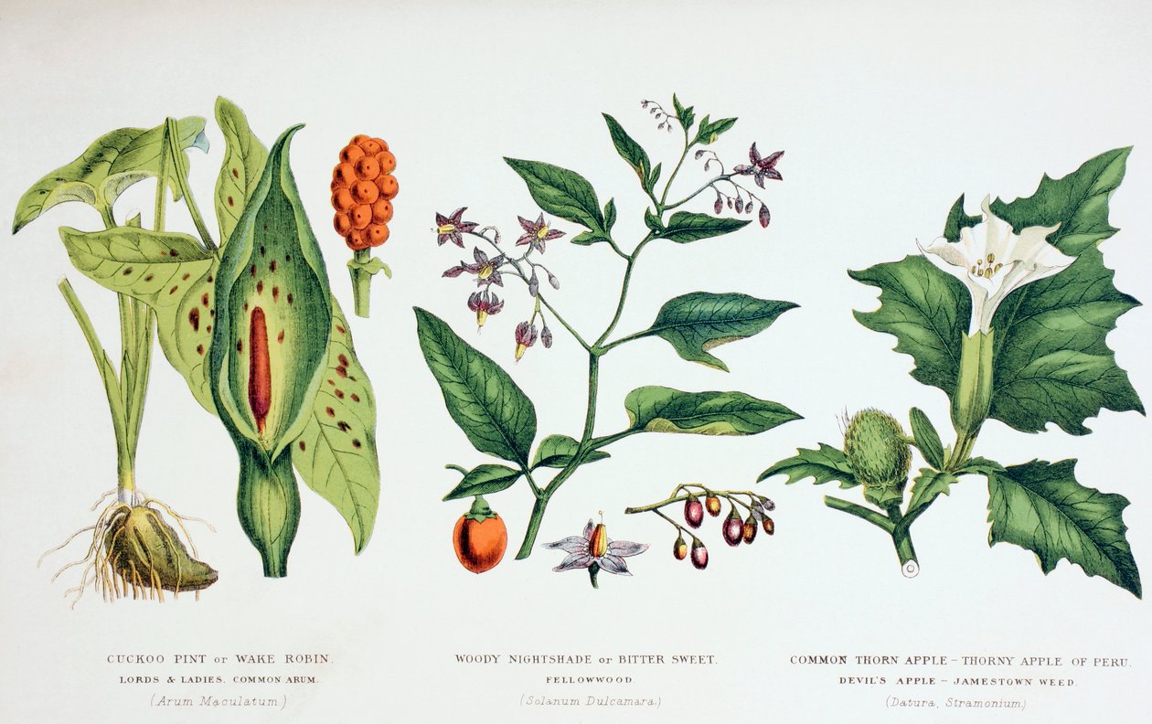 Vanliga giftiga växter, c.1890 (färgad gravyr) av English School