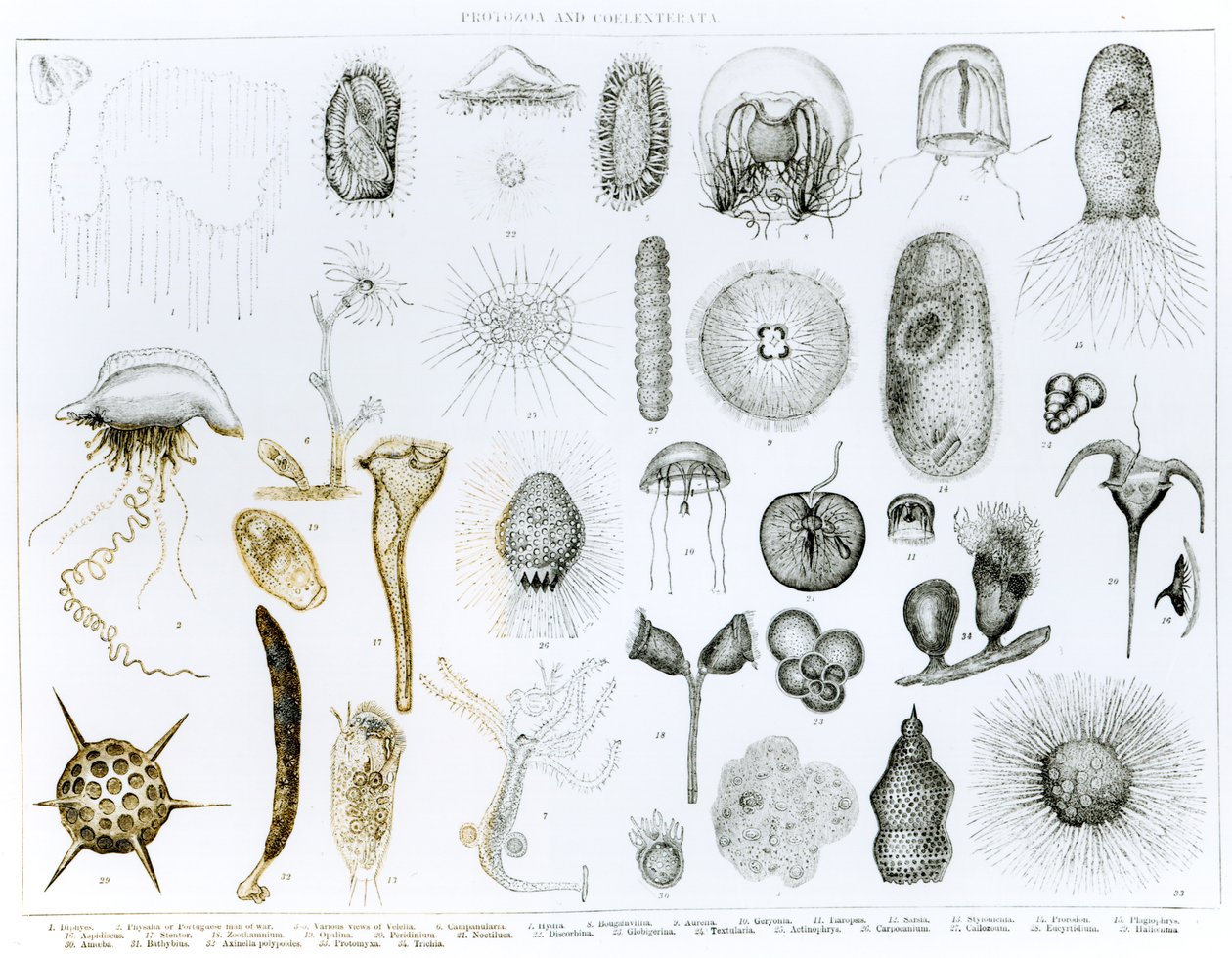 Protozoer och Coelenterata (litho) (bw foto) av English School