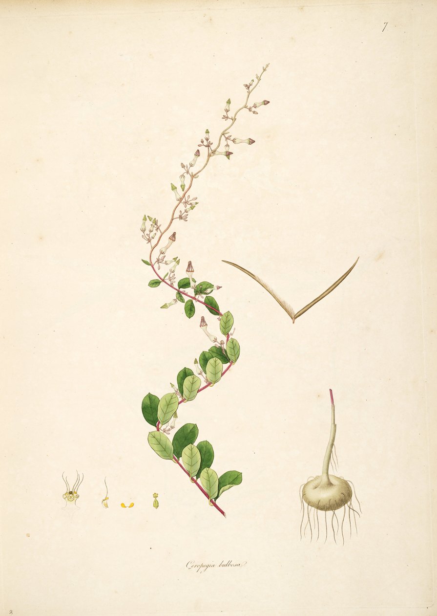 Illustration av Ceropegia bulbosa, Apocynaceae, Asclepiadoideae av anonymus