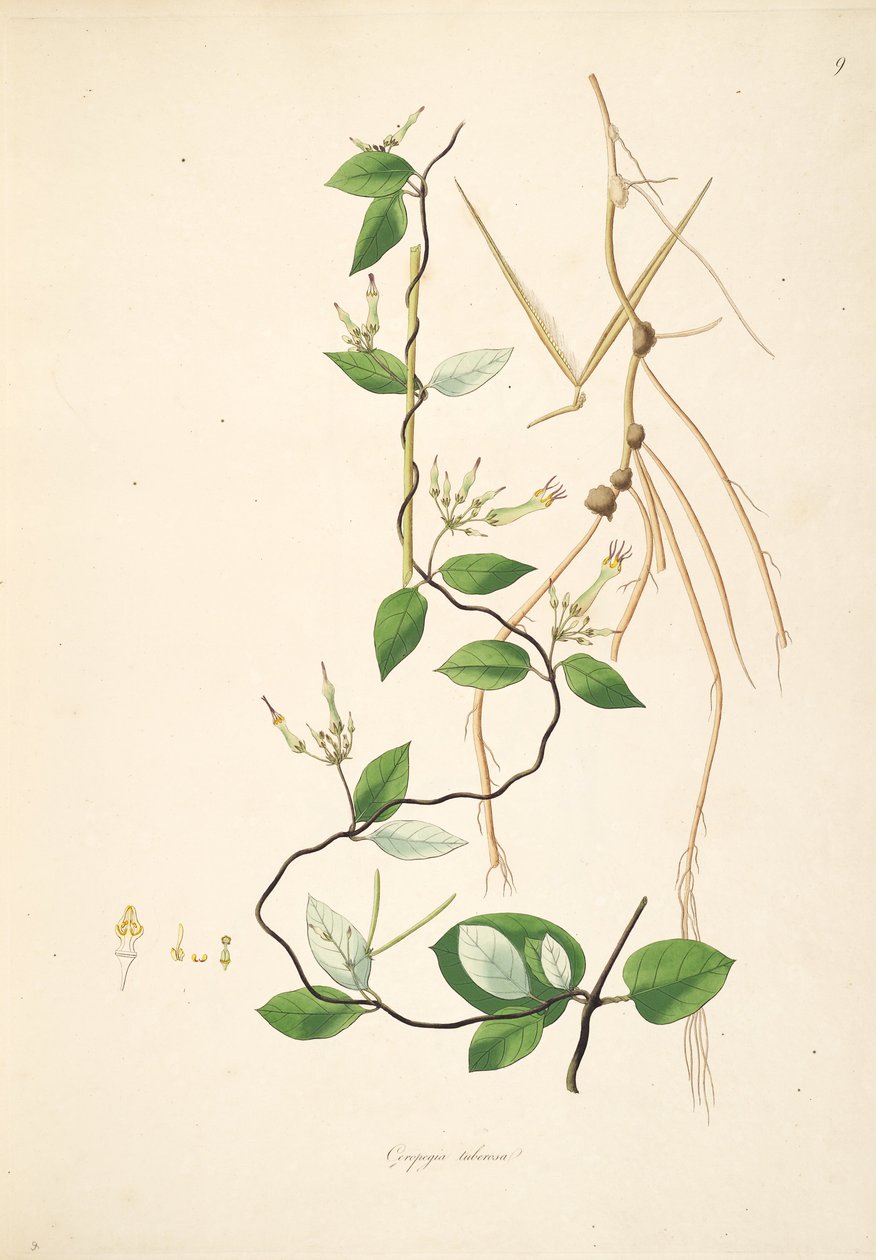 Illustration of Ceropegia tuberosa (= Ceropegia candelabrum subsp. tuberosa), Apocynaceae, Asclepiadoideae av anonymus