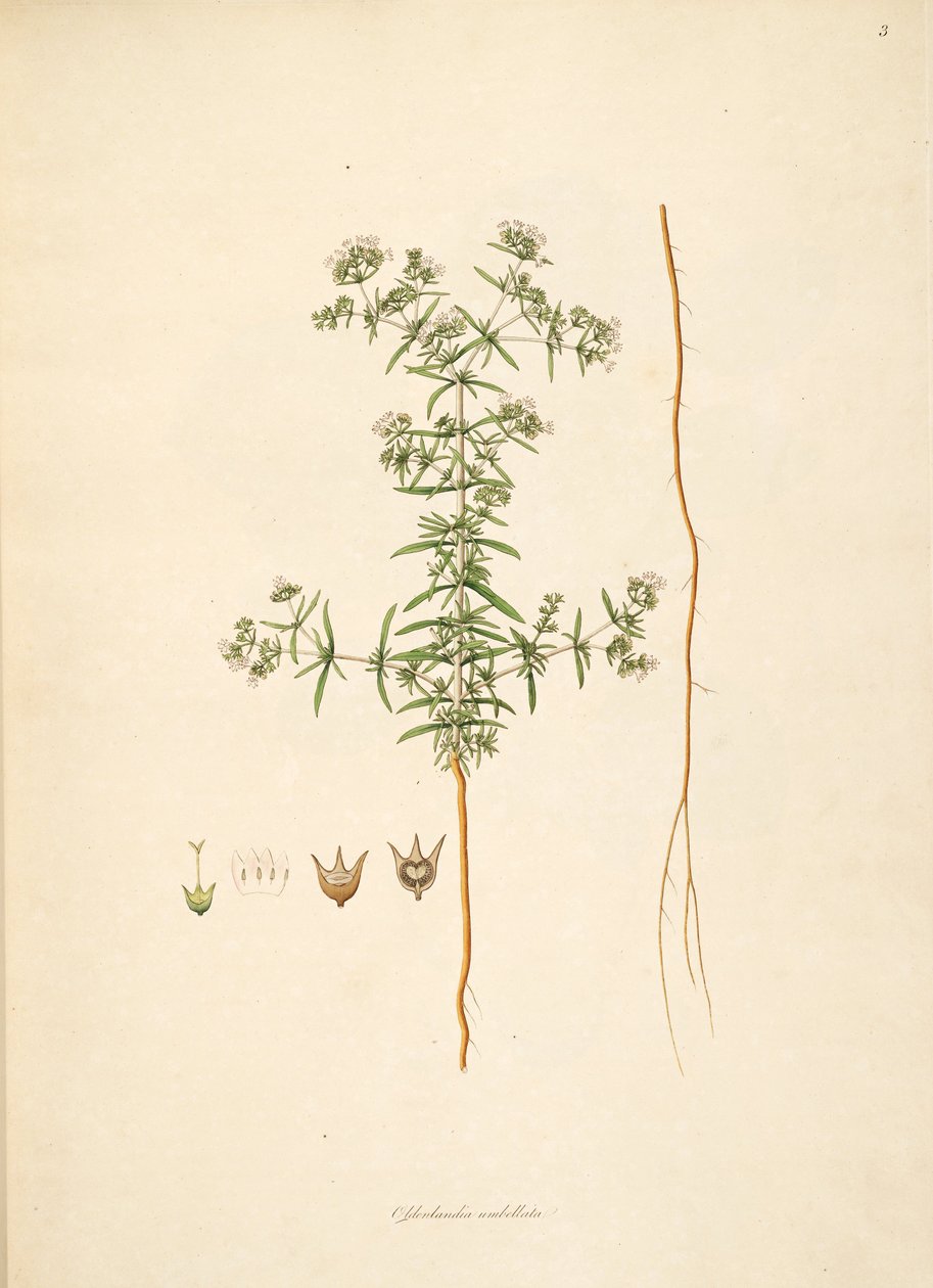 Illustration av Oldenlandia umbellata, Rubiaceae av anonymus