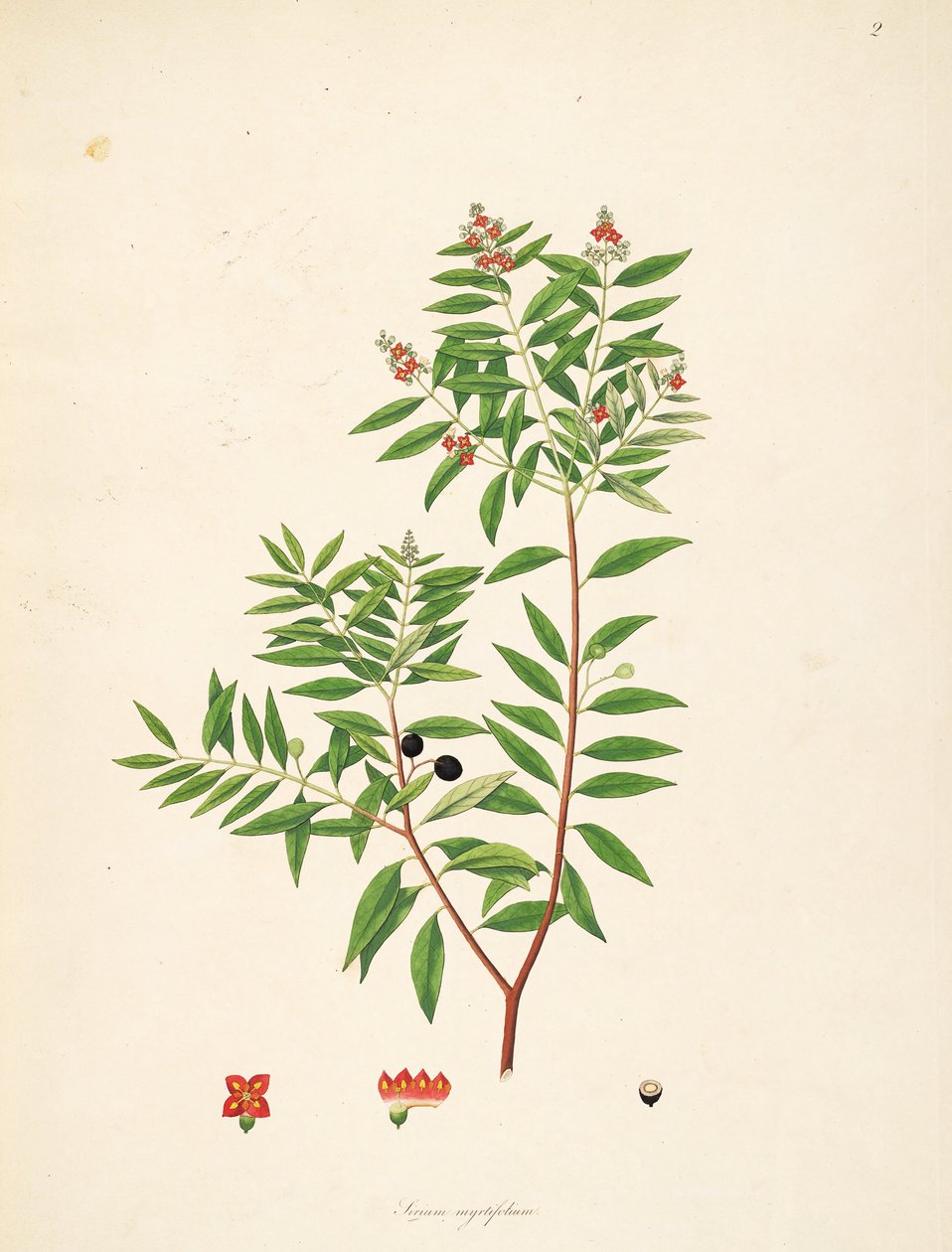 Illustration av Sirium myrtifolium (= Santalum album), Santalaceae av anonymus