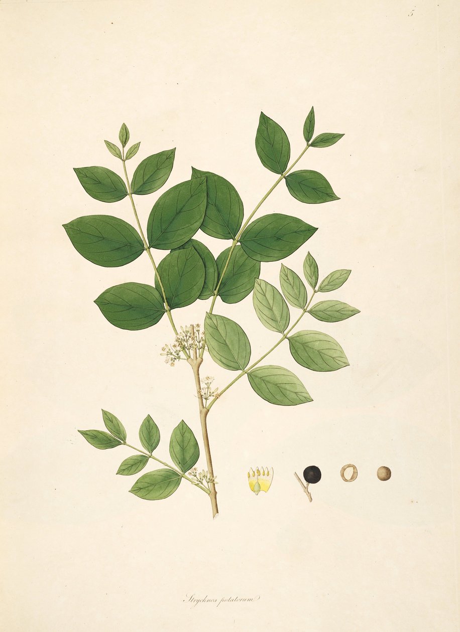 Illustration av Strychnos potatorum, Loganiaceae av anonymus