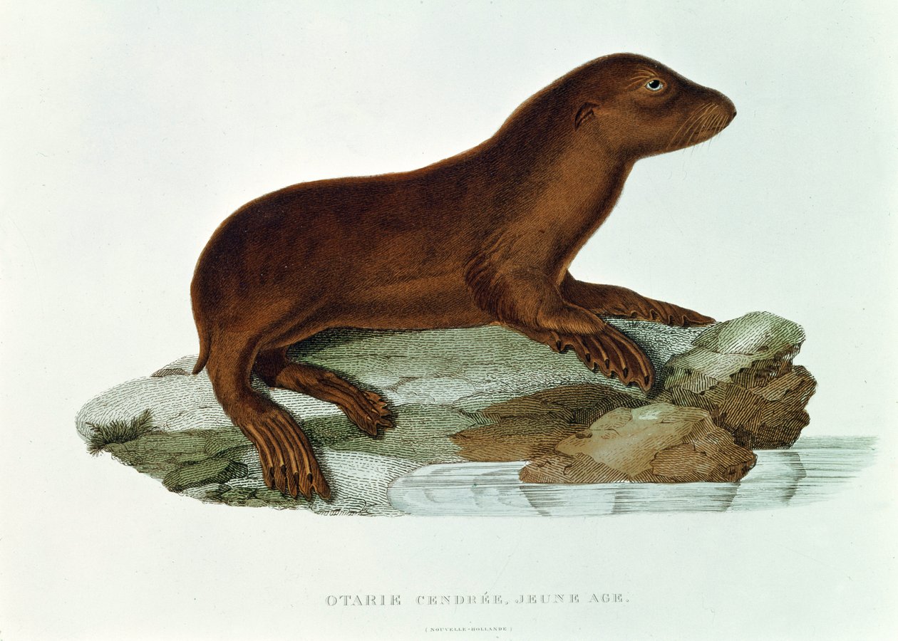Illustration av en australiensisk sjöljon (neophoca cinerea) från 