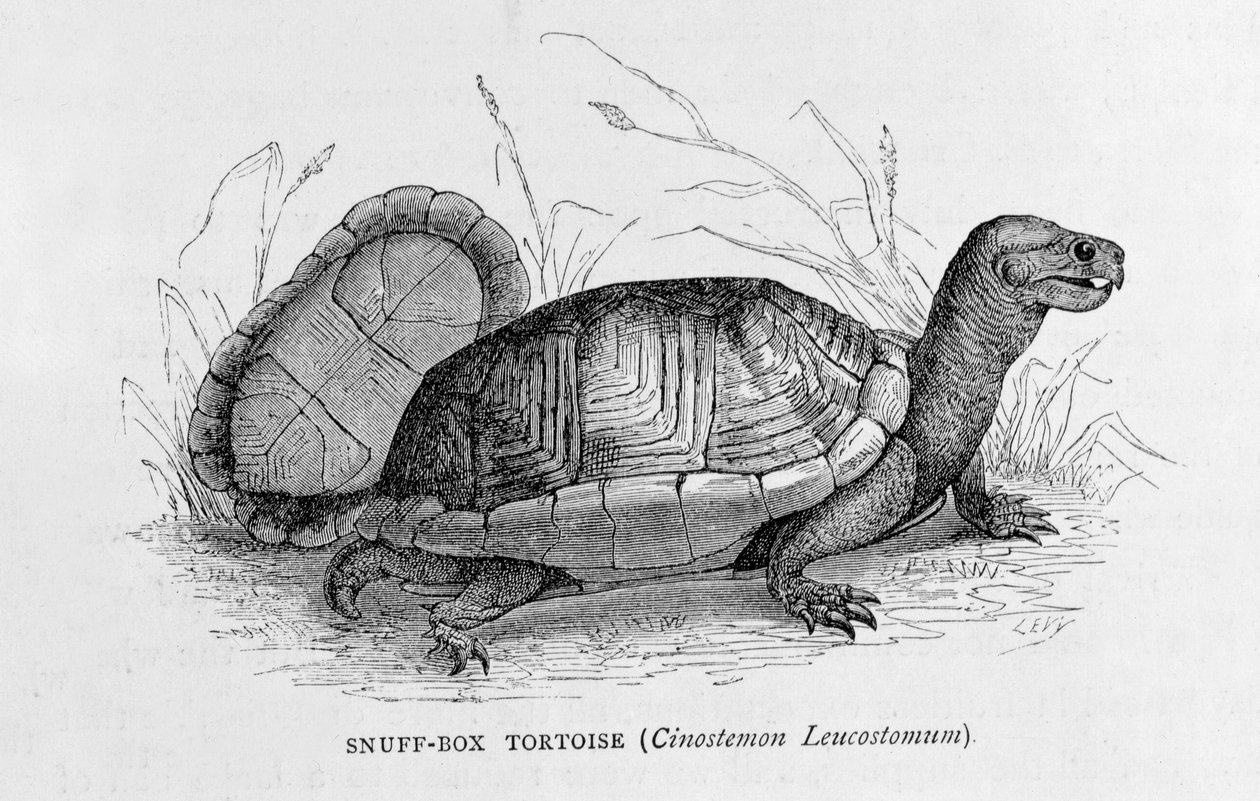 Snusboxsköldpadda (Cinostemon Leucostomum), från "The Ancient Cities of the New World", av Claude-Joseph-Desire Charnay, pub. 1887 (gravyr) av French School