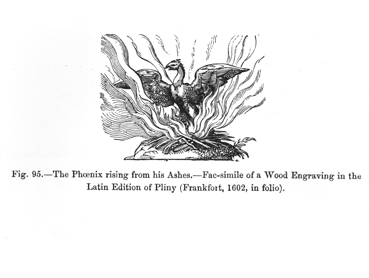 Fenixen som reser sig ur hans aska, från en latinsk upplaga av Plinius publicerad i Frankfurt 1602, illustration från 