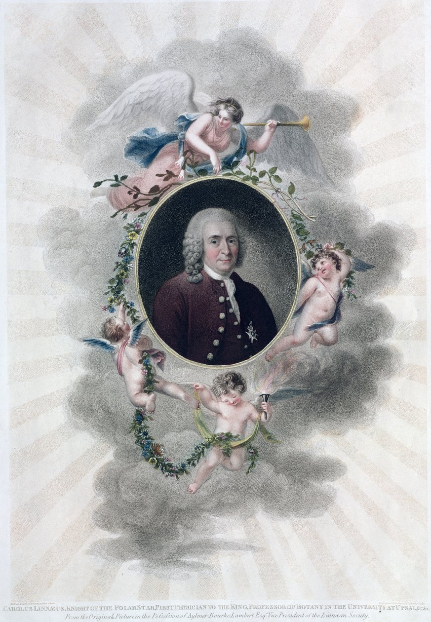 Carolus Linnaeus (1707-78), riddare av Polstjärnan, kungens förste läkare, professor i botanik vid universitetet i Upsal, graverad av Francesco Bartolozzi (1727-1815), publicerad 1806 (färg). av Hollman