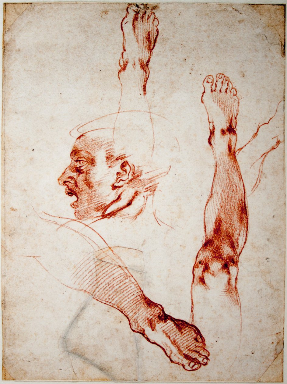 Manligt huvud i profil, studier av lemmar av Michelangelo Buonarroti