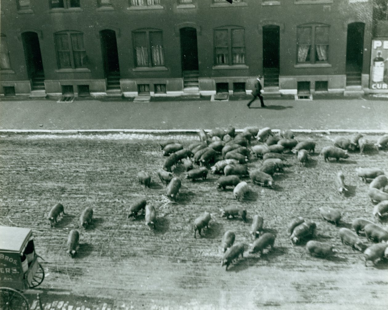 Pigs loose in the street at Thirteenth and Market Streets av Unknown