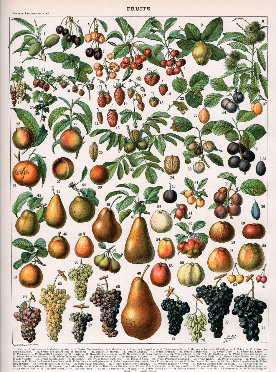 Illustration av fruktsorter, c.1905-10 (färg litho) av (after) Alillot
