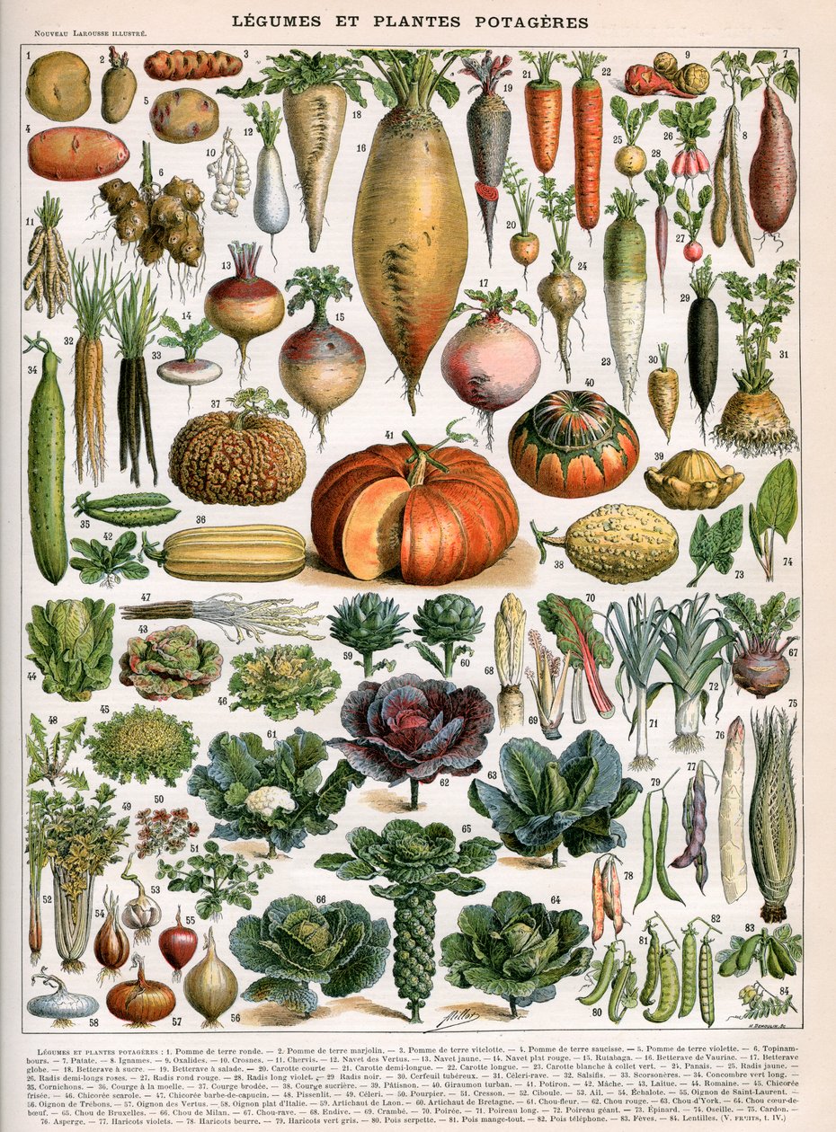 Illustration av grönsakssorter, ca 1905-10 (färglitografi) av (after) Alillot