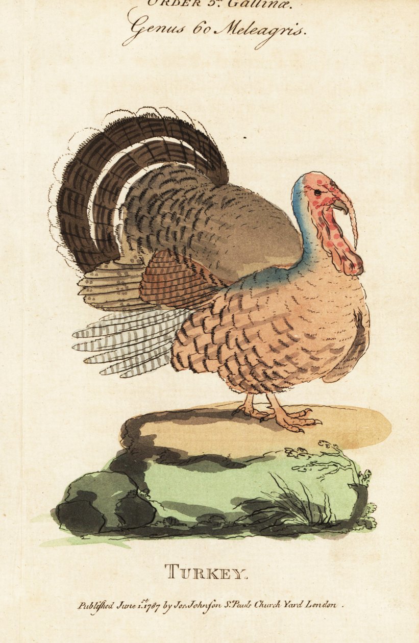 Turkiet, Meleagris gallopavo av (after) English School