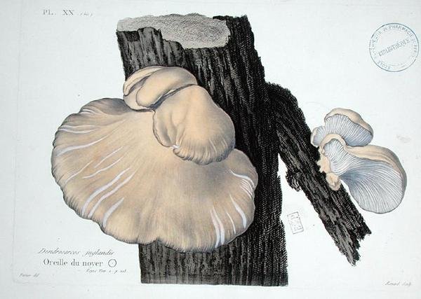 Dendrosarcos juglandis, tallrik 20 från 