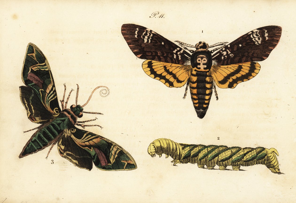 Afrikansk dödshuvudhök och larv, Acherontia atropos 1,2 och oleanderhökmal, Daphnis nerii 3 av Unknown