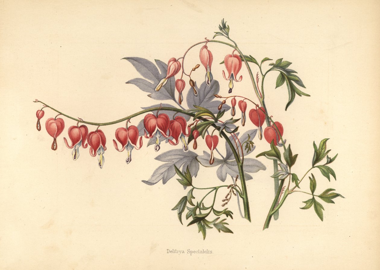 Asiatisk blødende hjerte, frø fra Lamprocapnos spectabilis (Delitriana spectabilis) av Unknown