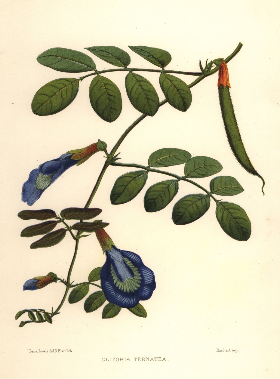 Asiatiska duvvingar, fjärilsärta eller Darwinärta, Clitoria ternatea av Unknown