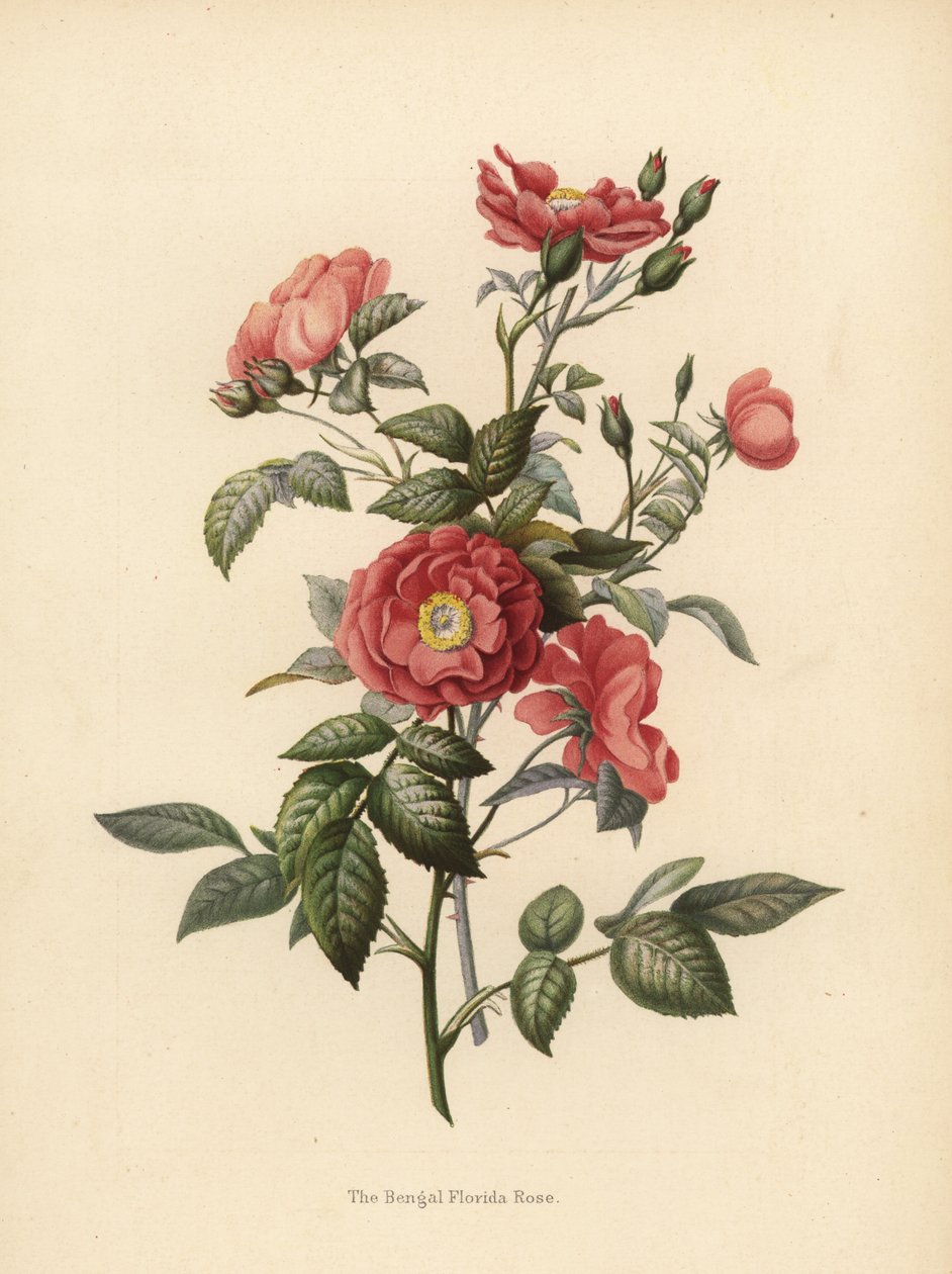 Bengal Florida rose, Rosa chinensis (Rosa bengalensis) swed av Unknown