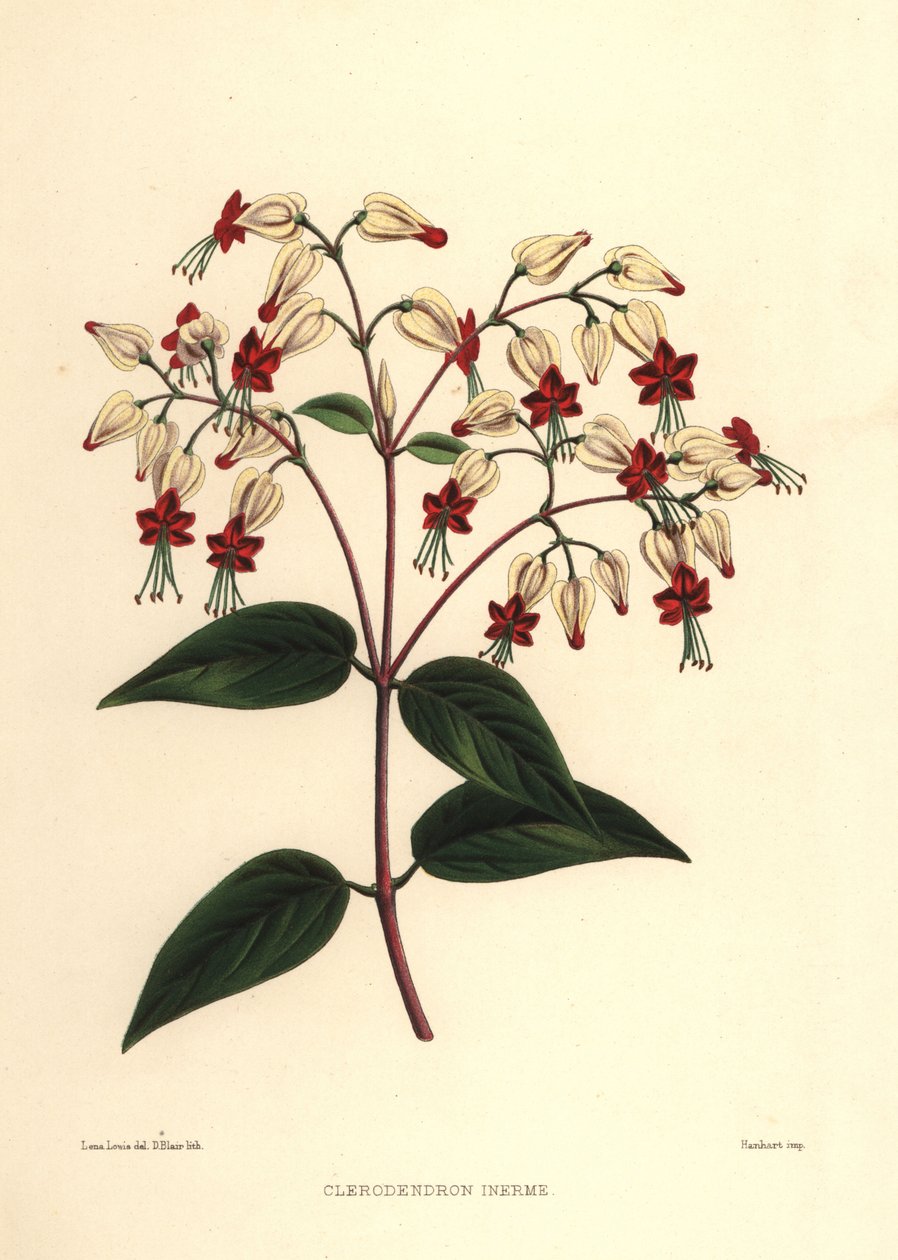 Blödande glory-bower eller skönhetsbuske, Clerodendrum thomsoniae (Clerodendron inerme, Clerodendron thomsones) av Unknown