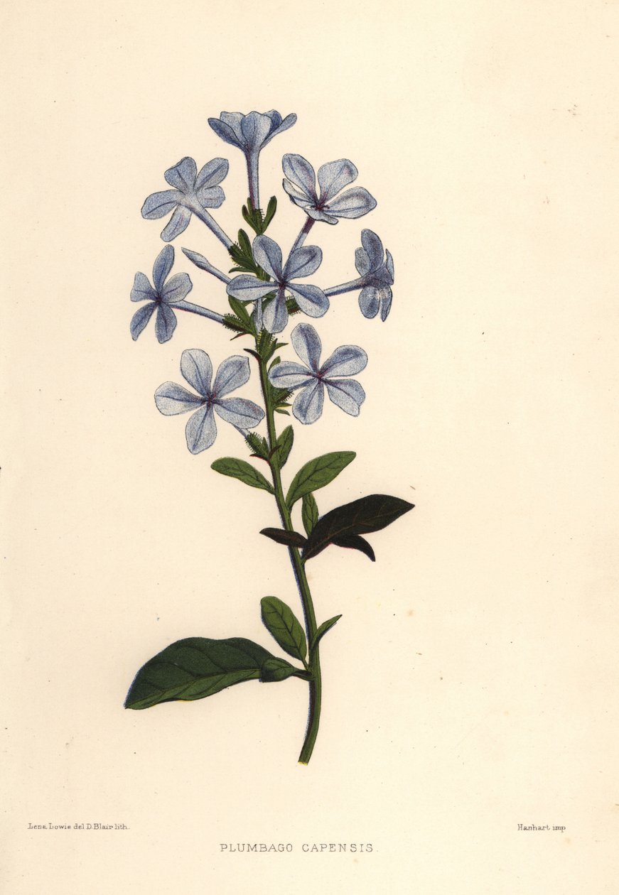 Blå plumbago eller Cape blyört, Plumbago auriculata (Plumbago capensis) av Unknown