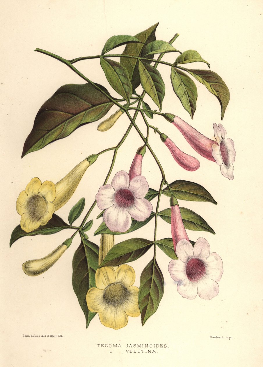 Skönhetsbower, Pandorea jasminoides (Tecoma jasminoides) och gul trumpetbuske, Tecoma stans (Tecoma velutina) av Unknown