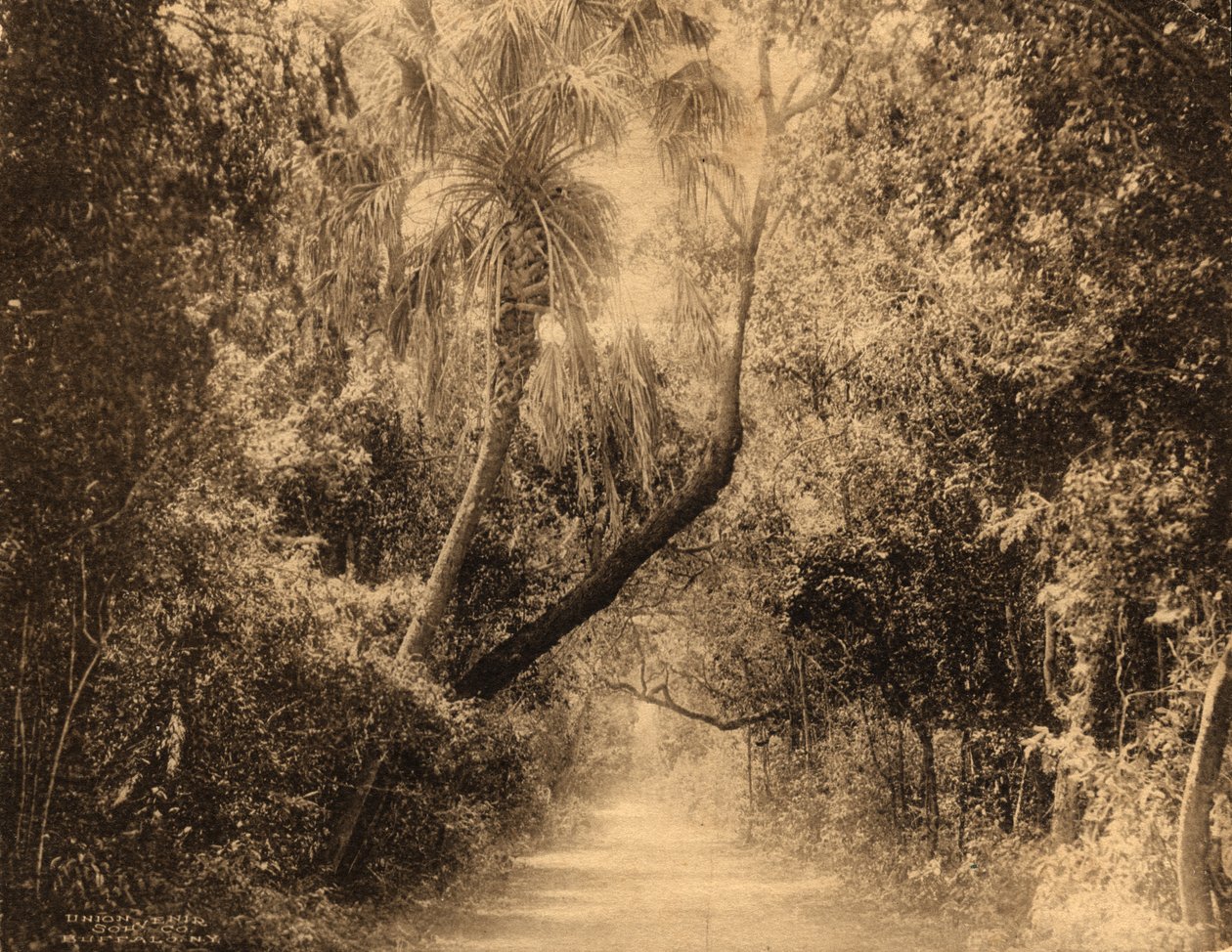 Brickell Hammock, Florida, ca 1910 av Unknown