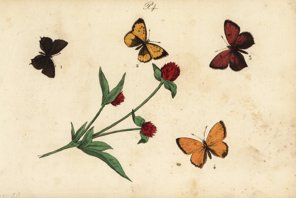 Vanlig akaciablå, Polyommatus icarus 1, Provence hårstrim, Tomares ballus 2, lilakantad koppar, Lycaena hippothoe 3 och knappt koppar, Lycaena virgaureae 4 av Unknown