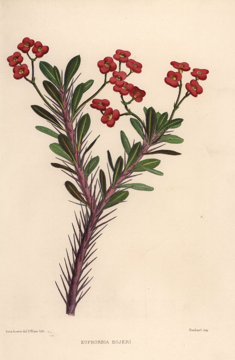 Törnekrona, Euphorbia milii (Euphorbia bojeri) av Unknown