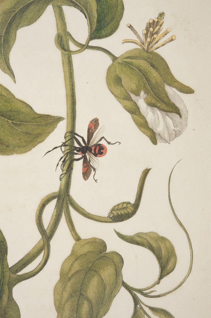 Detalj av plattan XXI från Metamorphosis Insectorum Surinamensium av Maria Sibylla Merian, 1705 av Unknown
