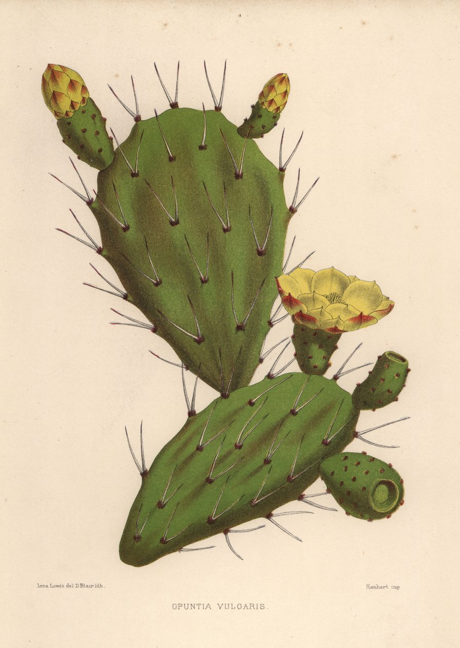 Östra kiks, Opuntia ficus-indica (Opuntia vulgaris) av Unknown