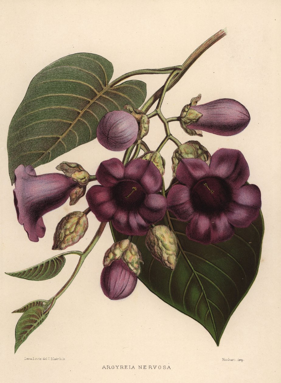 Elefantranka, Argyreia nervosa av Unknown