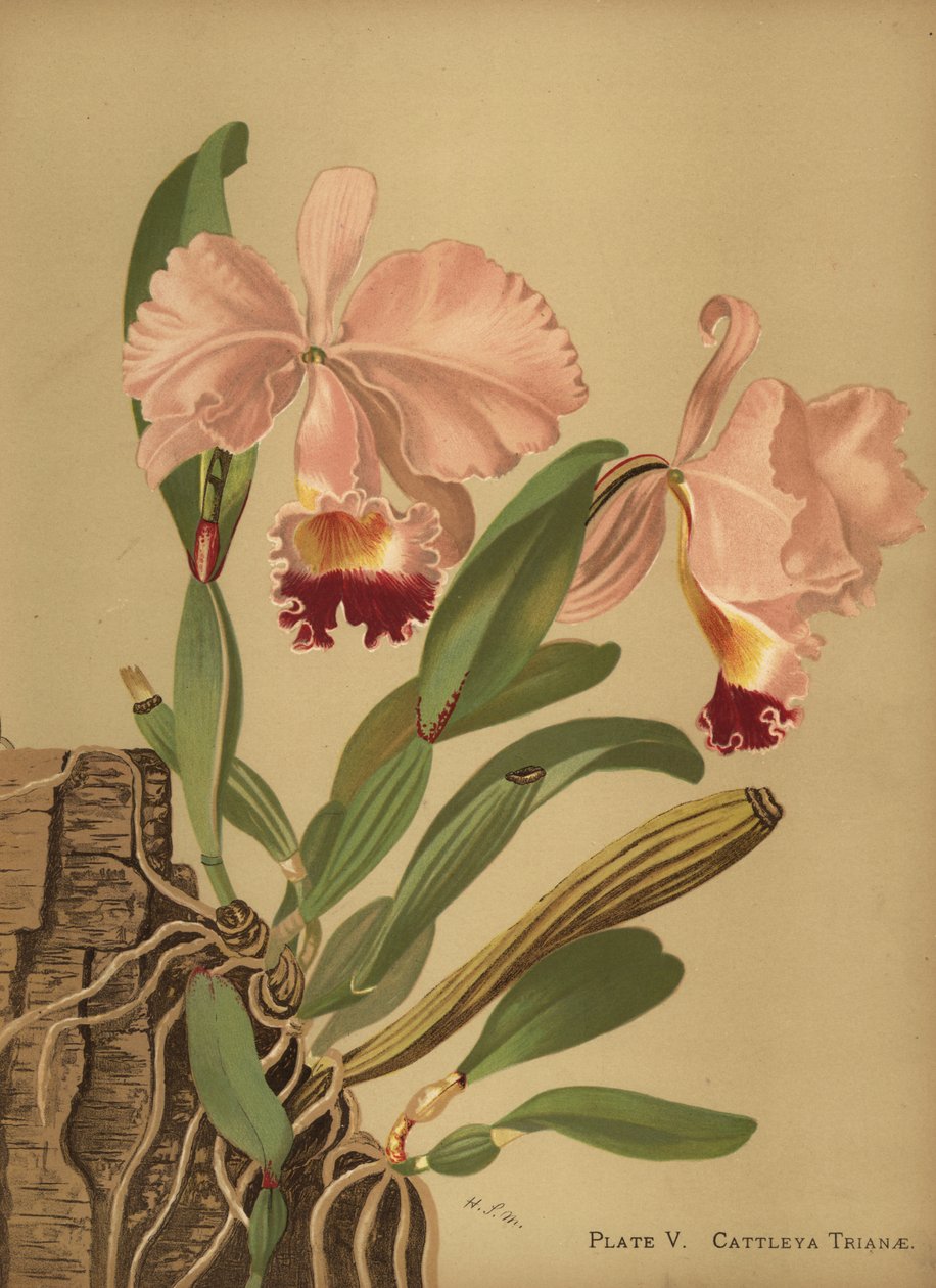 Flor de Mayo eller julorkidé, Cattleya trianae av Unknown