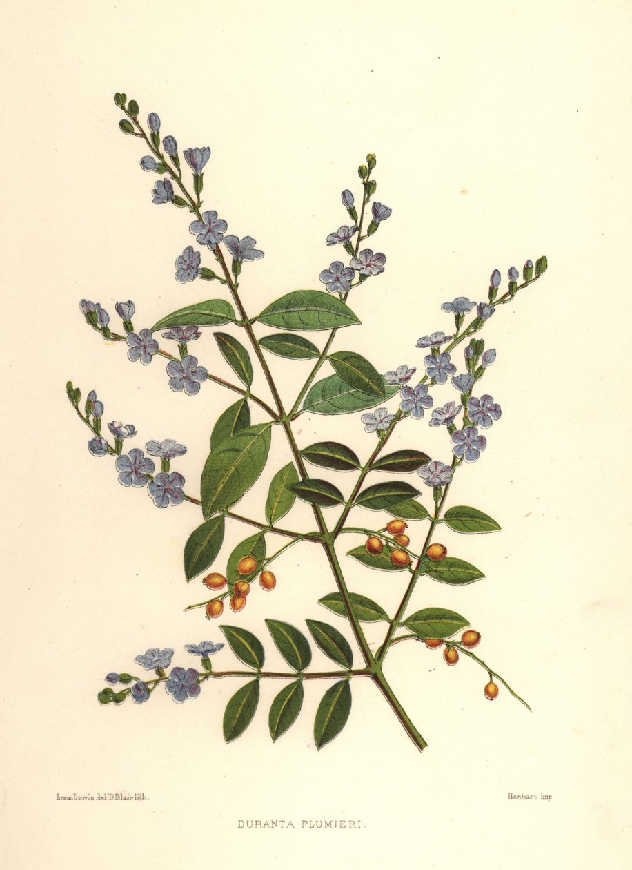 Gyllene daggdroppe, duvbär eller skyflower, Duranta erecta (Duranta plumieri) av Unknown