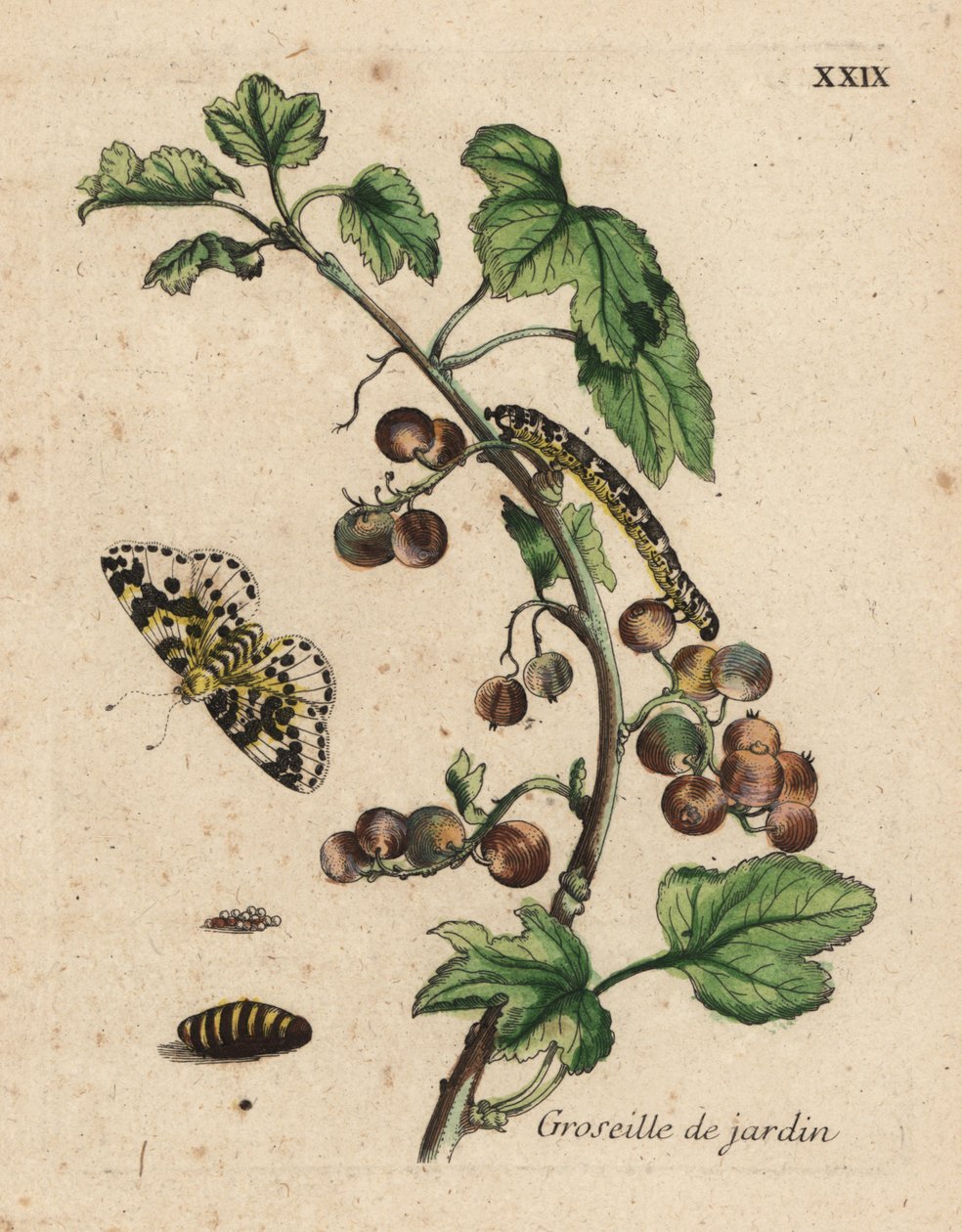 Krusbärsväxt, groseille de jardin, Ribes uva-crispa med mal, larv och puppa, Tallrik XXIX av Unknown