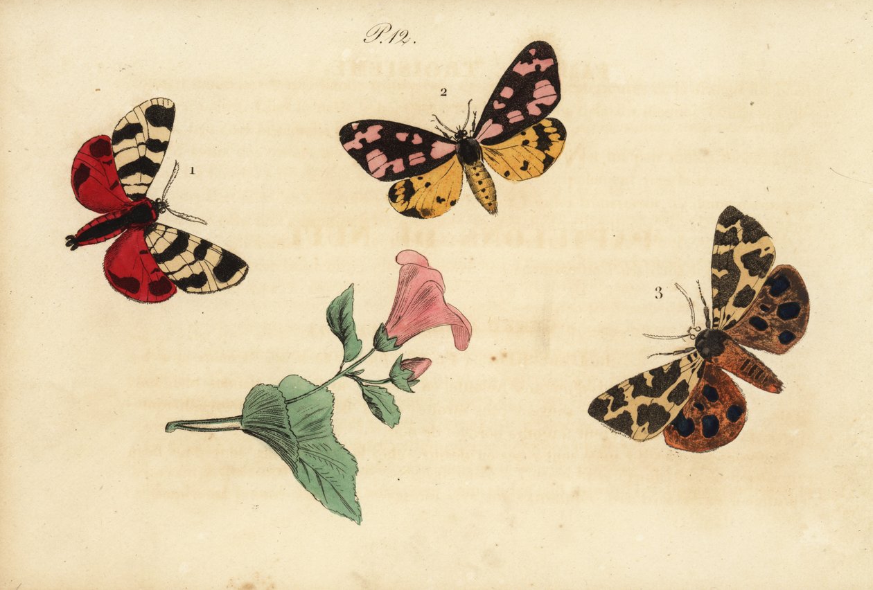 Hebe tigermal, Arctia festiva 1, krämfläcktiger, Epicallia villica 2 och trädgårdstigermal, Arctia caja 3. Ecaille hebe, Ecaille fermiere, Ecaille martre av Unknown