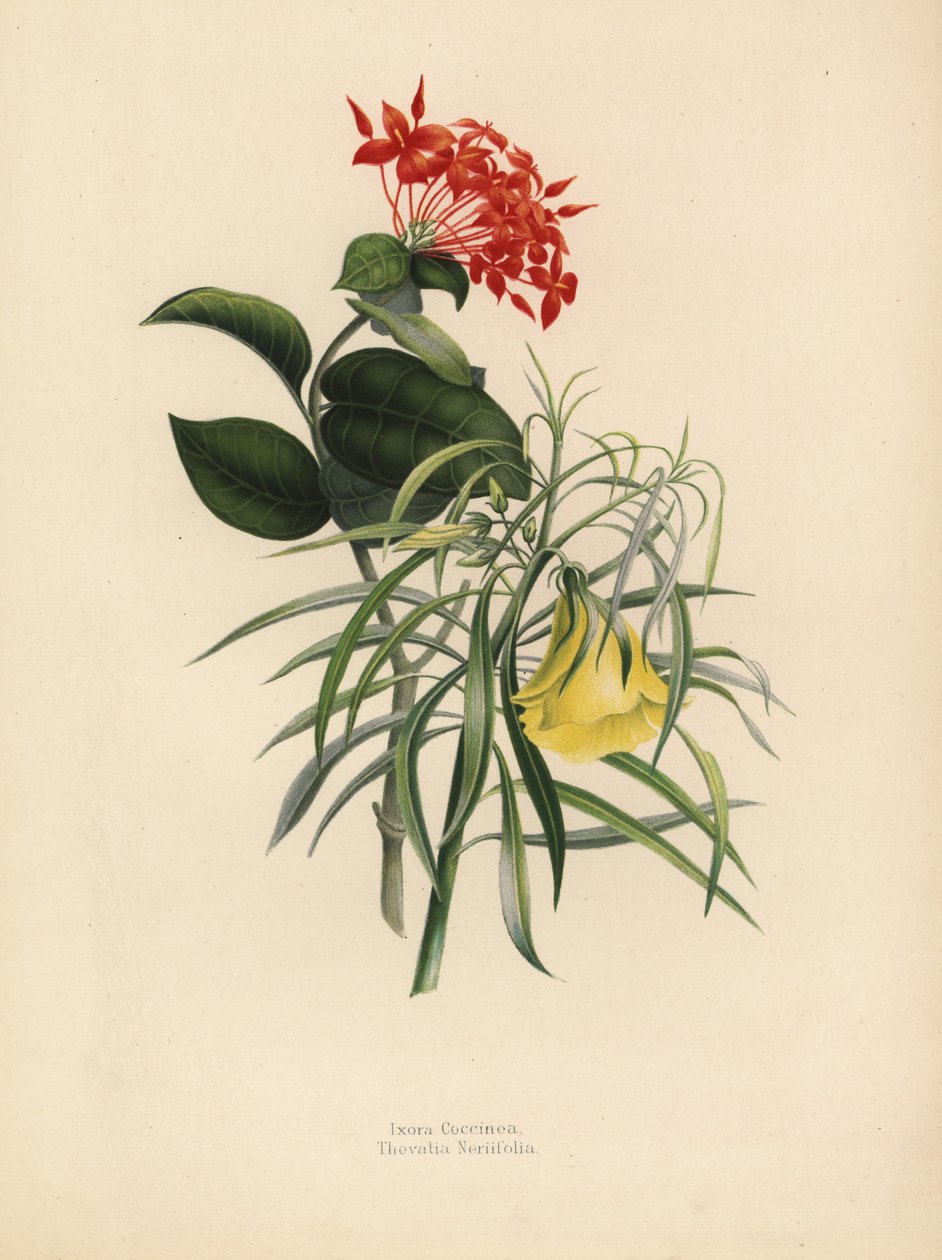 Jungle geranium, Ixora coccinea og gul oleander, Thevetia neriifolia, Cascabela thevetiaswed av Unknown