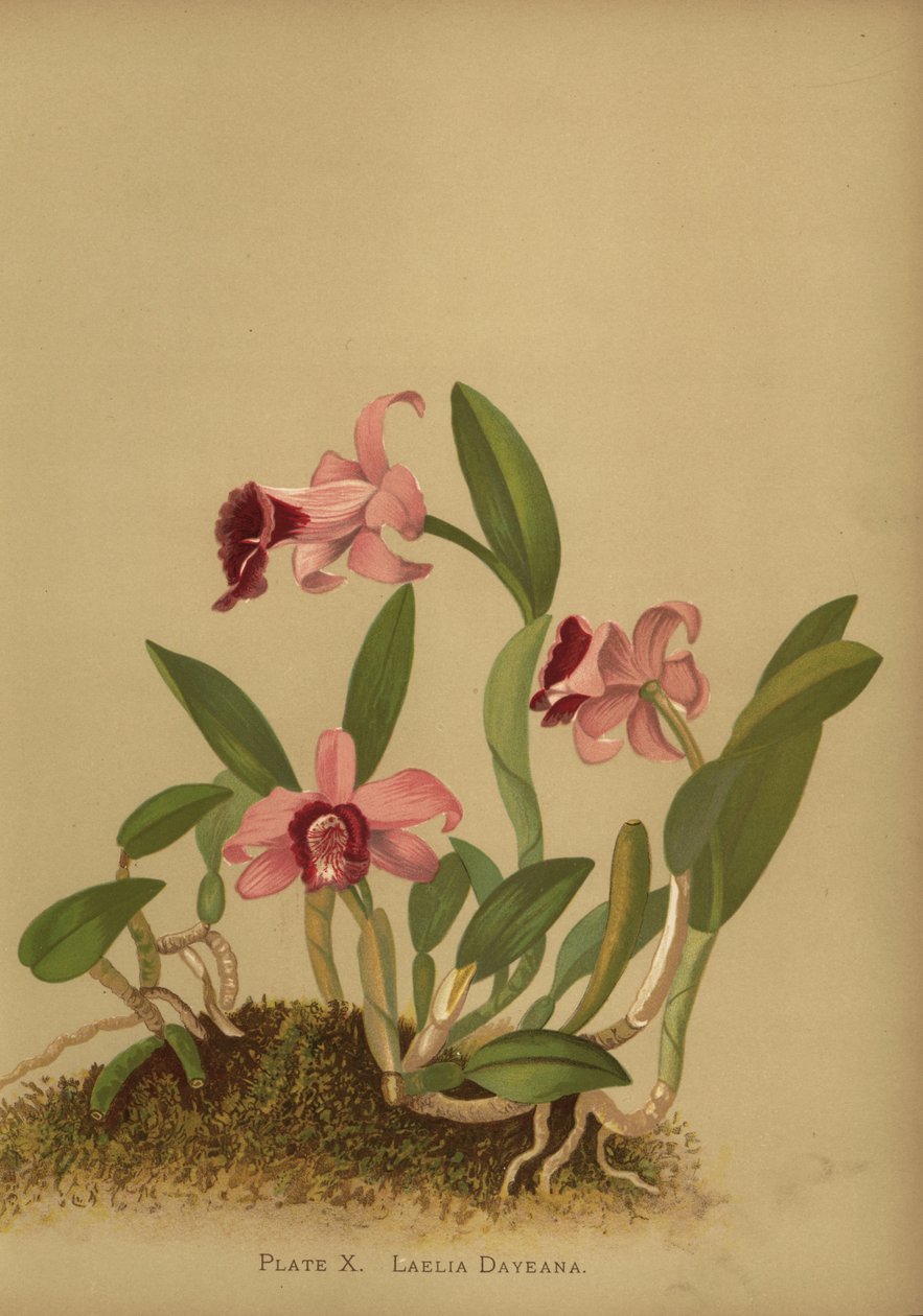 Laelia dayana eller Cattleya bicalhoi orkidé av Unknown