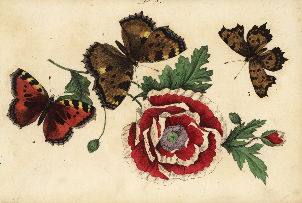 Stort sköldpadda, Nymphalis polychloros 1, litet sköldpadda, Aglais urticae 2 och kommafjäril, Polygonia c-album 3, med vallmo av Unknown