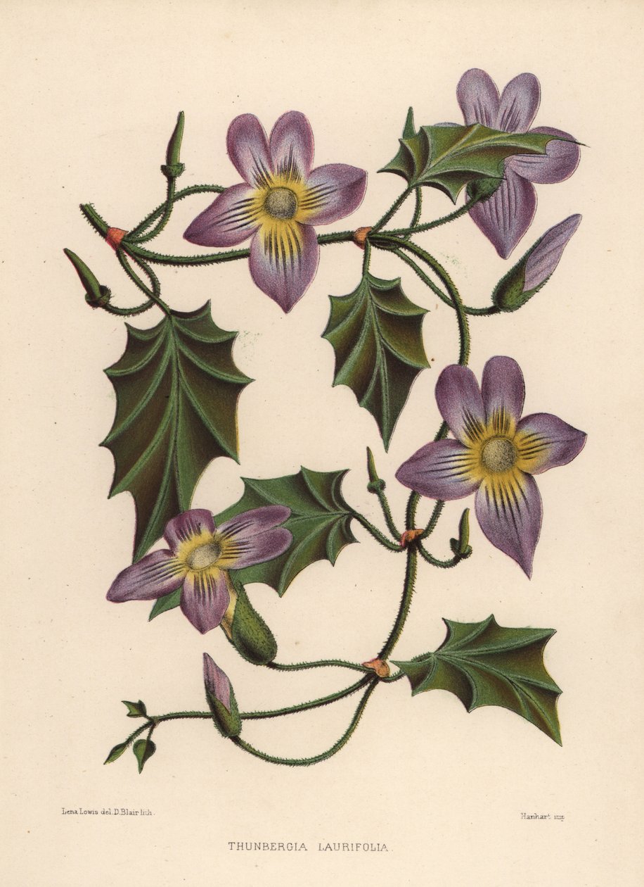 Laurel clockvine eller blå trumpet vinstockar, Thunbergia laurifolia av Unknown