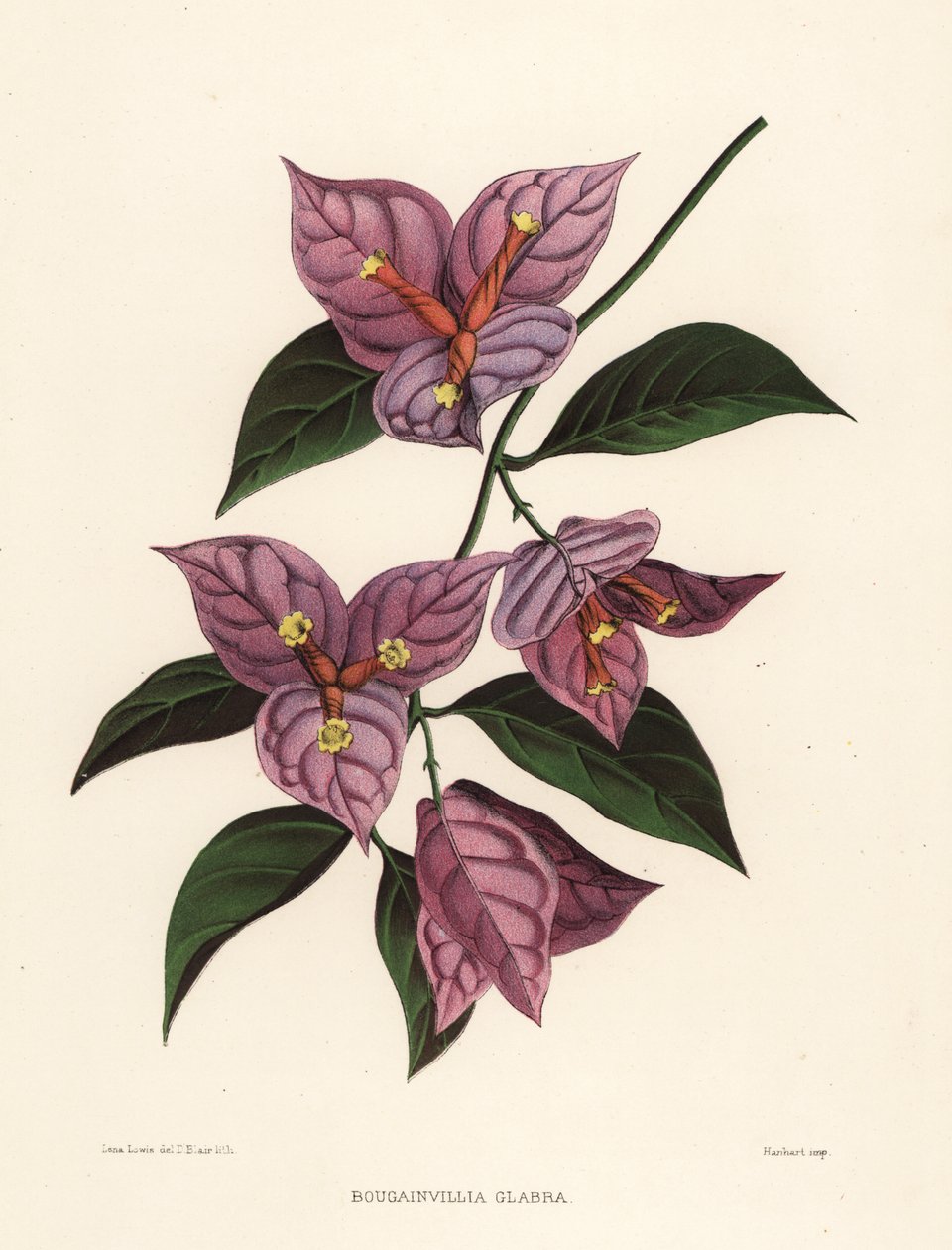 Mindre bougainvillea eller pappersblomma, Bougainvillea glabra (Bougainvillia glabra) av Unknown