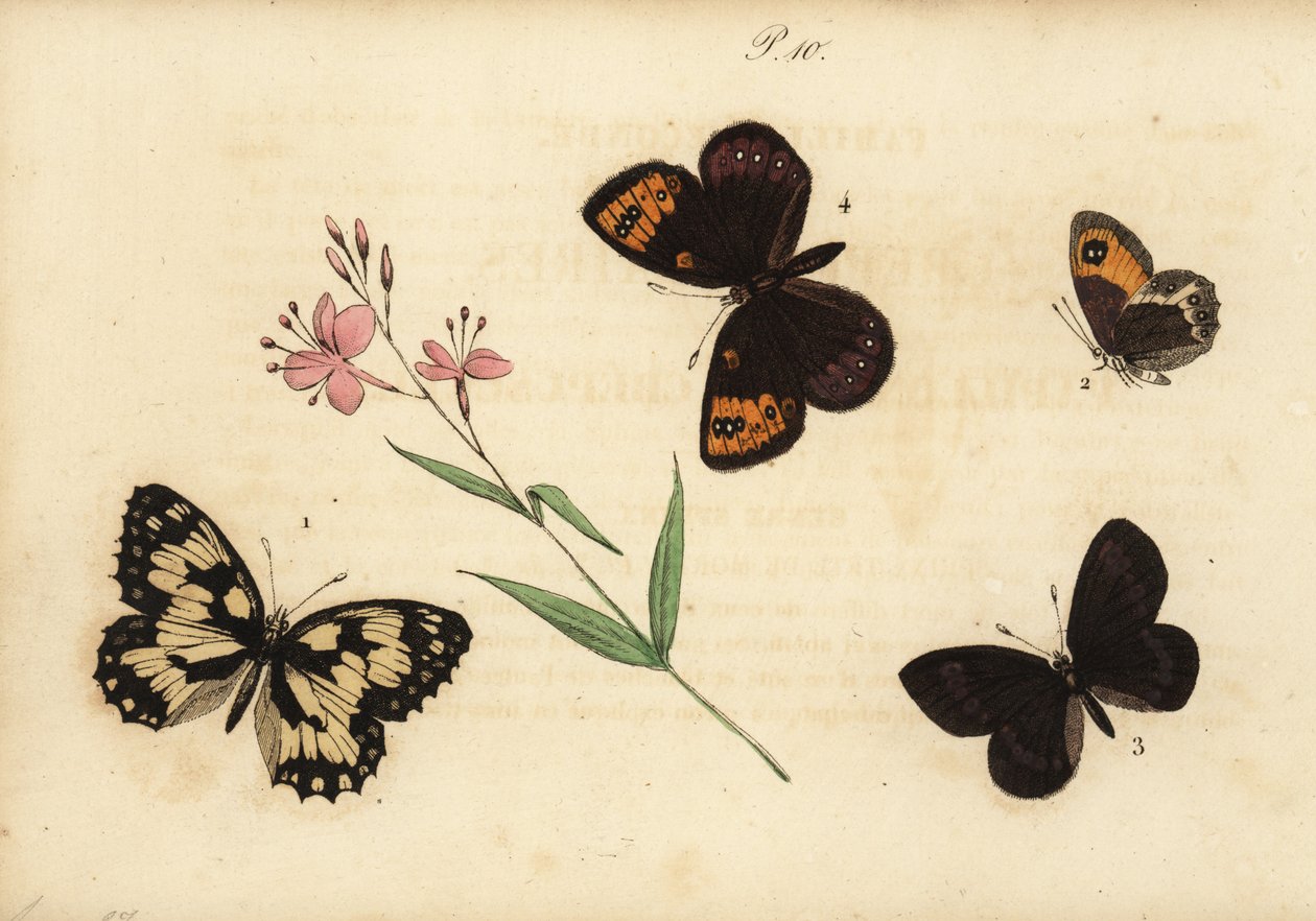 Marmorerad vit, Melanargia galathea 1, spansk grindvakt, Pyronia bathseba 2, mandelring, Erebia alberganus 3, och fjäderring, Erebia epistygne 4. Satyre demi-deuil, Satyre pasiphae, Satyre ce av Unknown