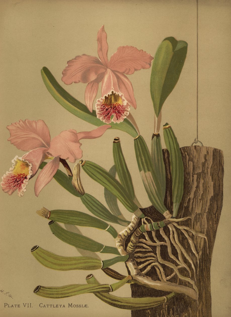 Mosss cattleya eller påsk orkidé, Cattleya mossiae av Unknown