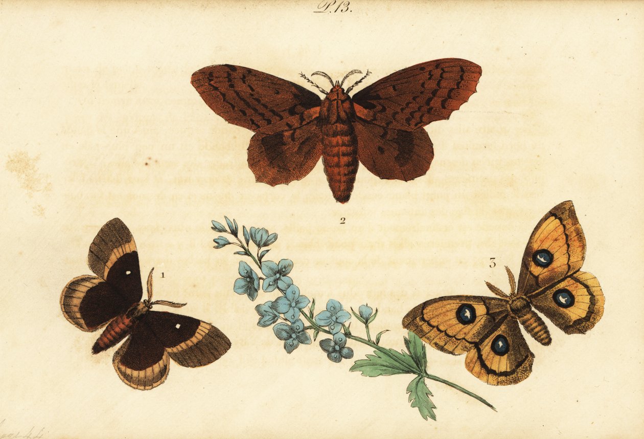 Ekäggar, Lasiocampa quercus 1, poppel lappet, Gastropacha populifolia 2 och Tau emperor, Aglia tau 3 av Unknown
