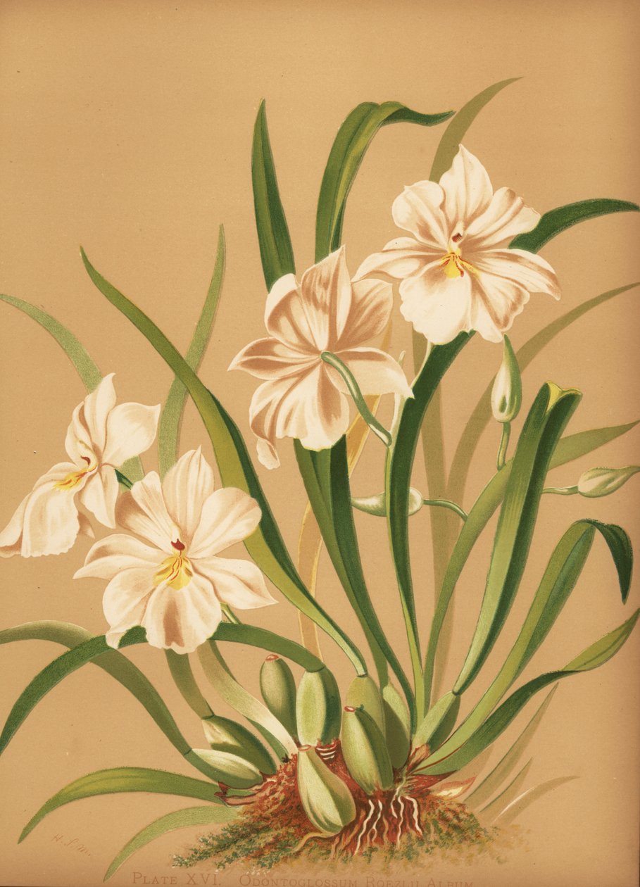 Penséorkidé, Miltoniopsis roezlii (Odontoglossum roezlii album) av Unknown