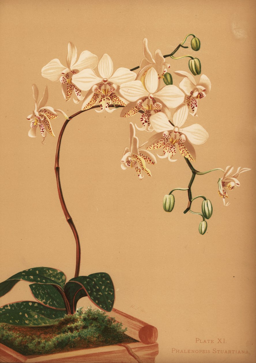 Phalaenopsis stuartiana orkidé av Unknown