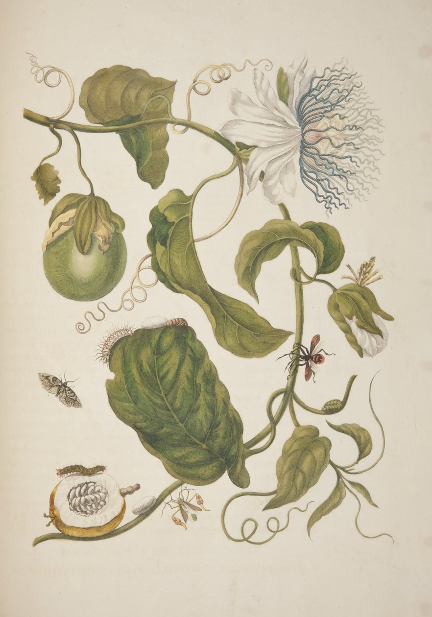 Plåt XXI från The Metamorphosis of Surinam Insects av Maria Sibylla Merian, 1705 av Unknown