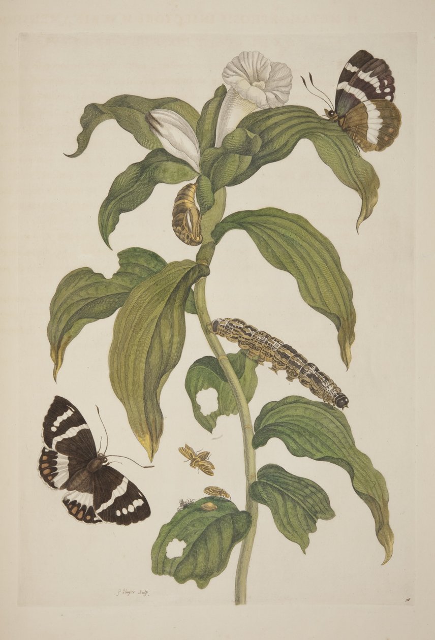Plåt XXVI från The Metamorphosis of the Surinam Insects av Maria Sibylla Merian, 1705 av Unknown