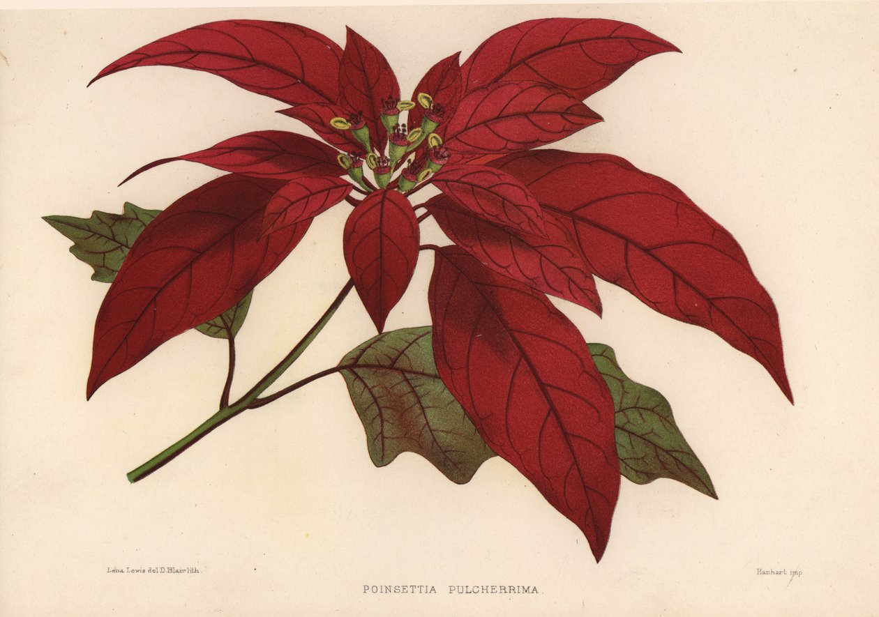 Julstjärna, Euphorbia pulcherrima (Poinsettia pulcherrima) av Unknown